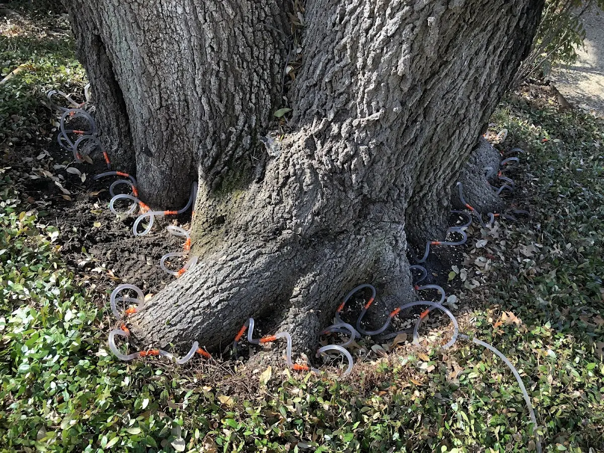 Detailed Tree Cabling and Bracing job site in Catron
